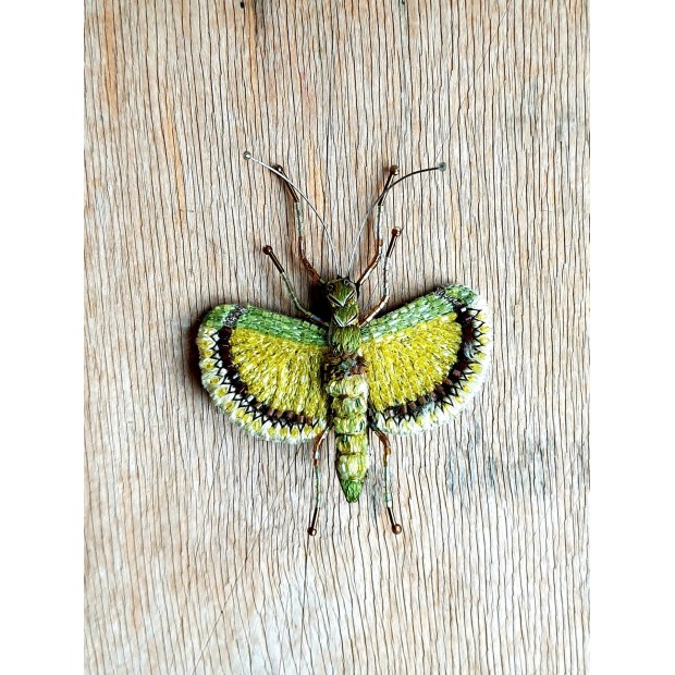 Trovelore sagė geltonasis skėtinis vabzdys - Tagesoidea nigrofasciata